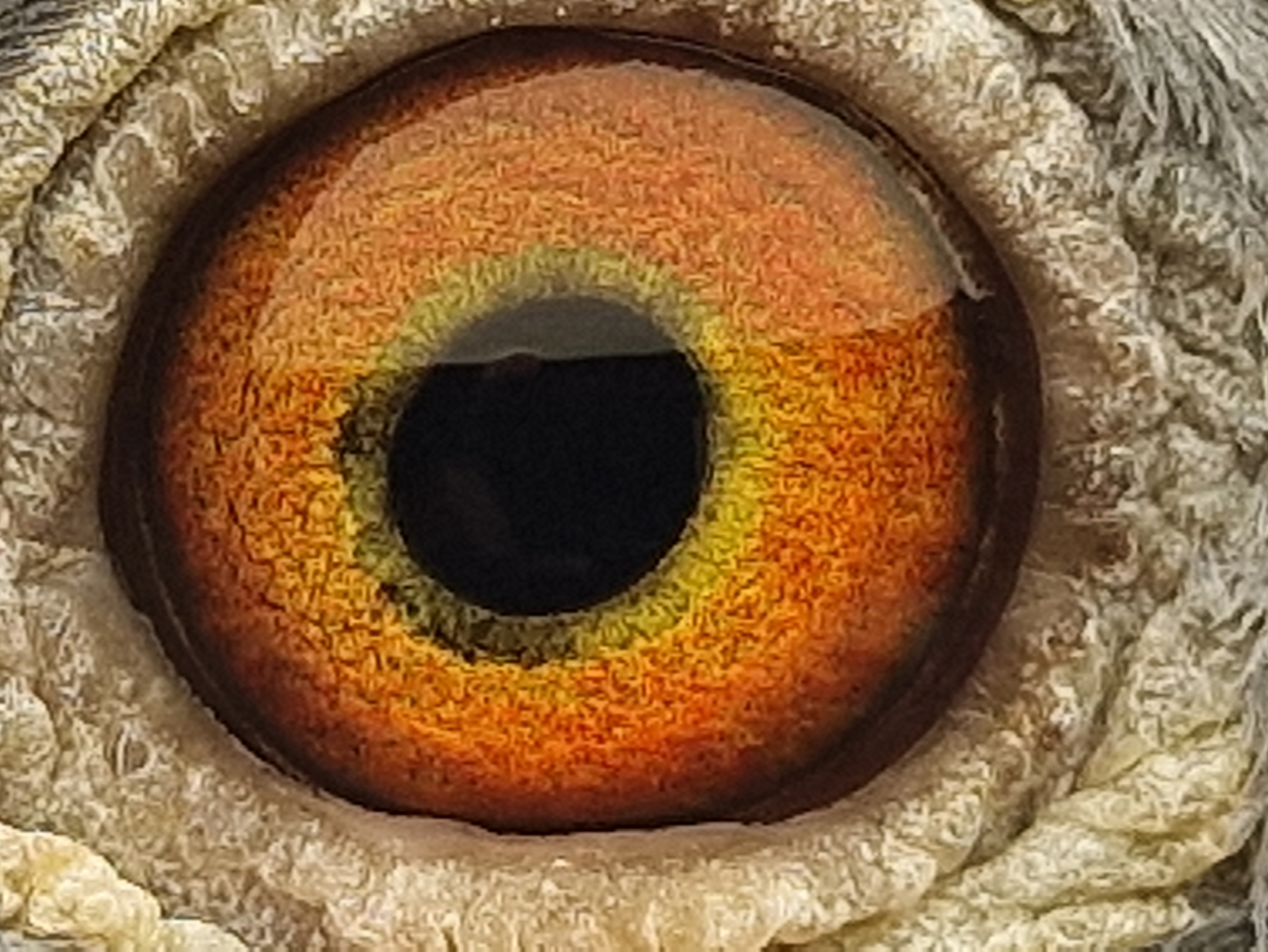 Pigeon eye